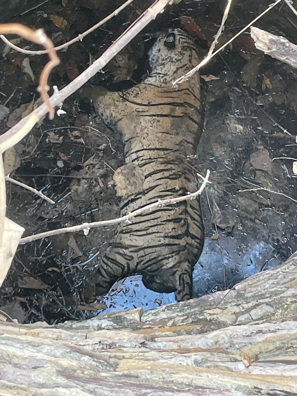 नवेगाव-नागझिरा व्याघ्र प्रकल्पात दुर्दैवी घटना – विहिरीत पडून वाघाचा मृत्यू