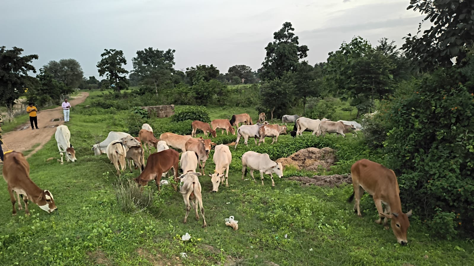 चिचगड पोलिसांची मोठी कारवाई; सीमेवरून 20-25 गोवंश ताब्यात, तस्कर फरार